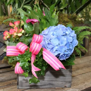 $125 Living Arrangement Flower Basket with Bow