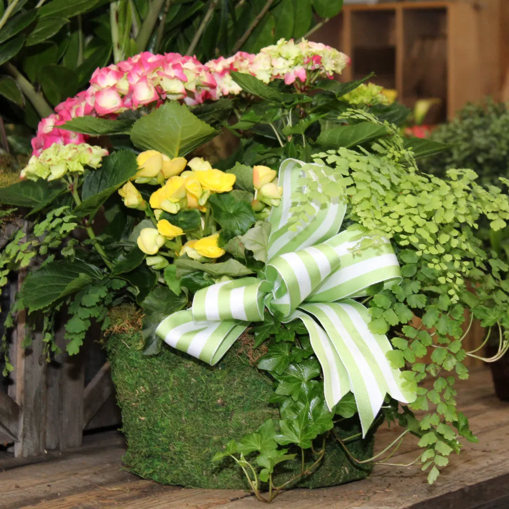 $150 Living Arrangement Flower Basket with Bow