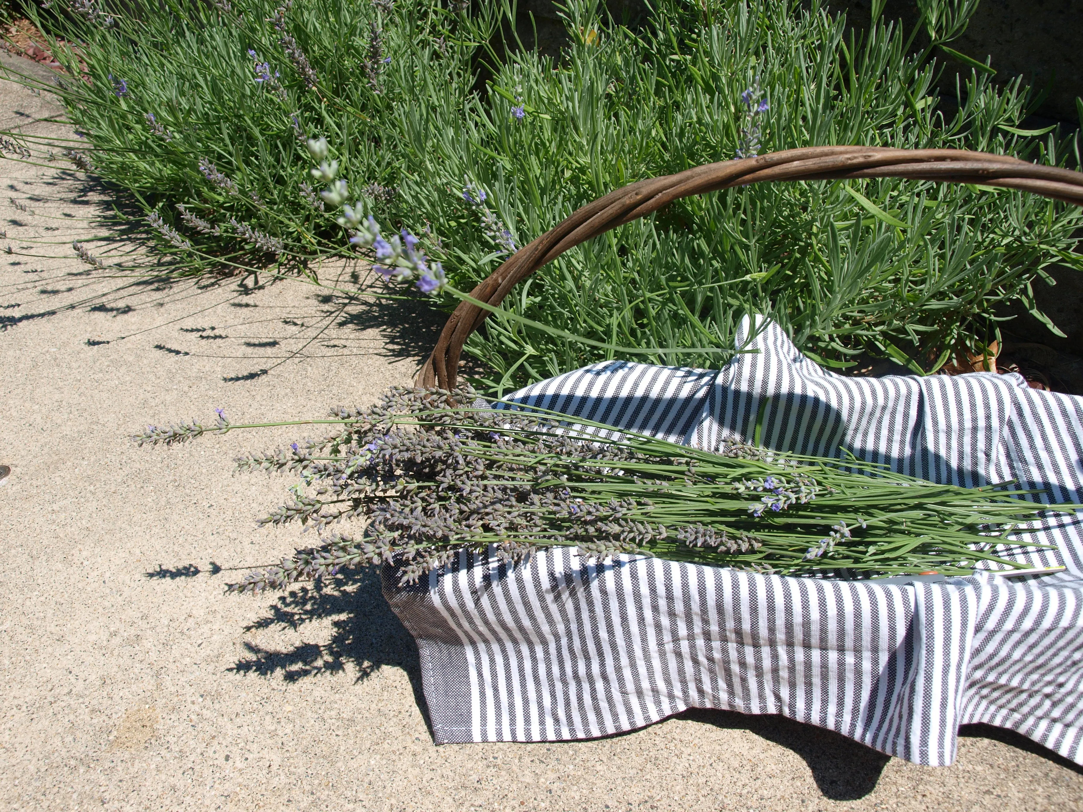 BOTANY'S DAUGHTER - Natural Botanical Perfume - The Plant Lovers' Fragrance