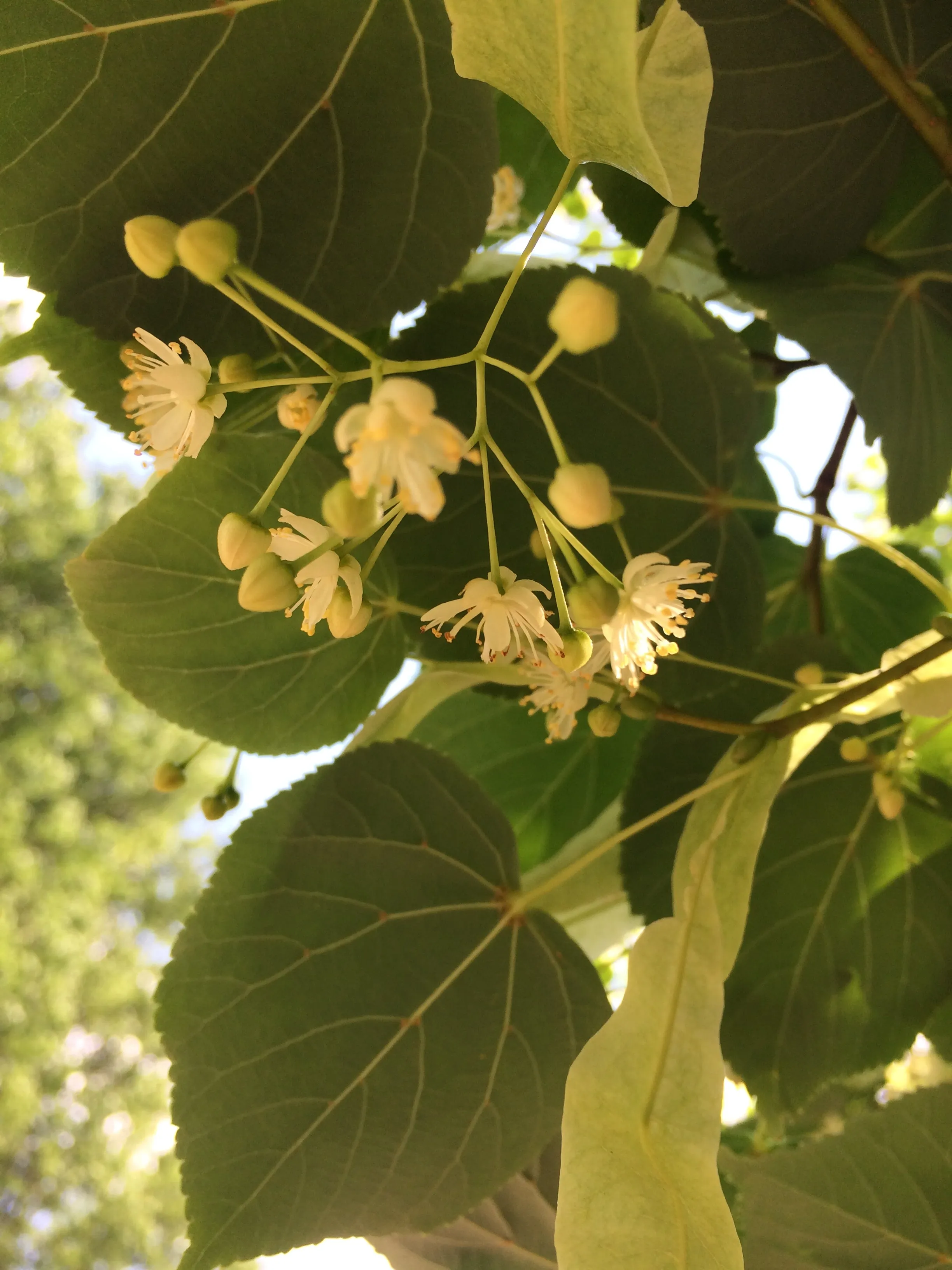 BOTANY'S DAUGHTER - Natural Botanical Perfume - The Plant Lovers' Fragrance