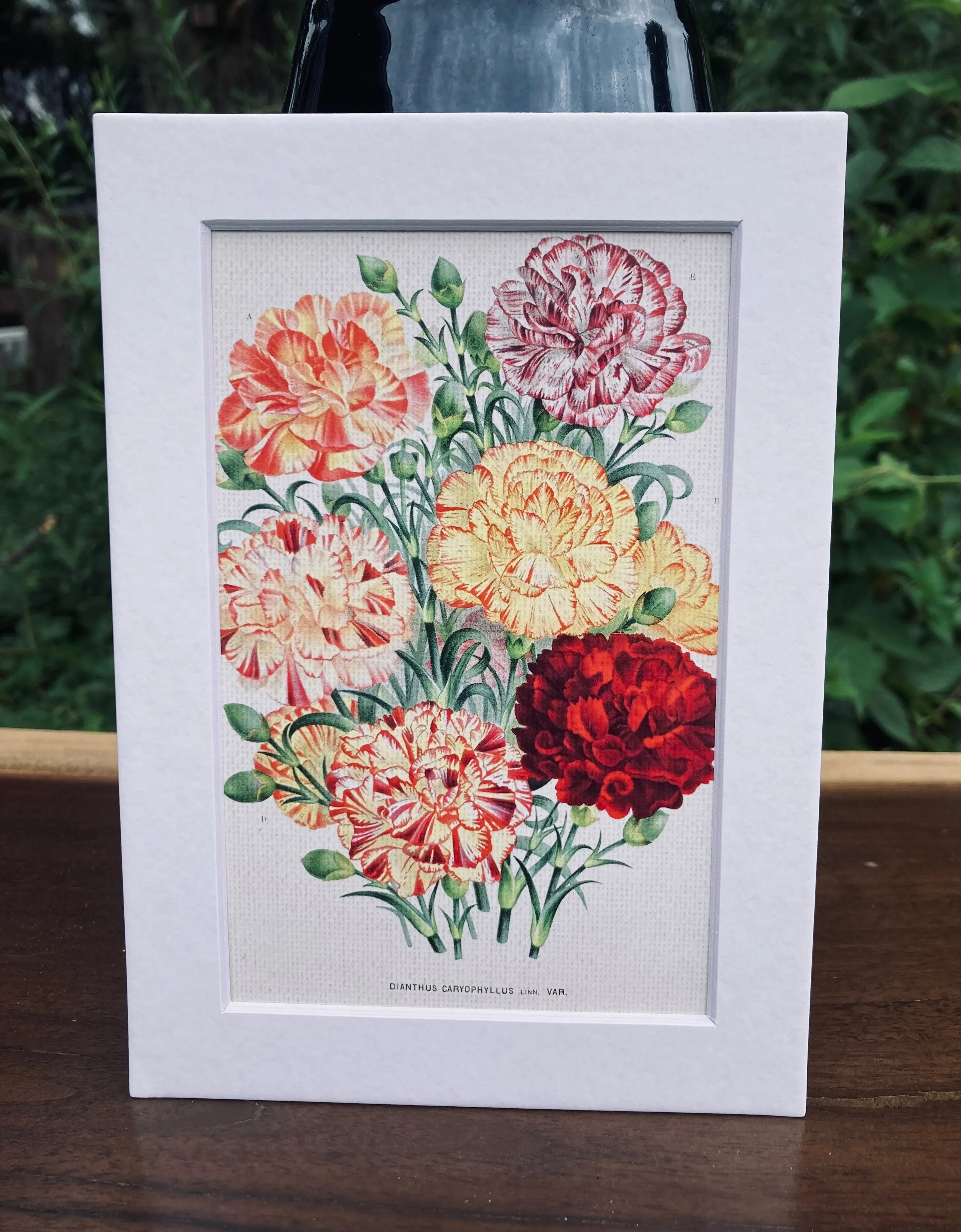Carnations Print in White Matte