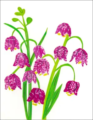 Fritilaria
