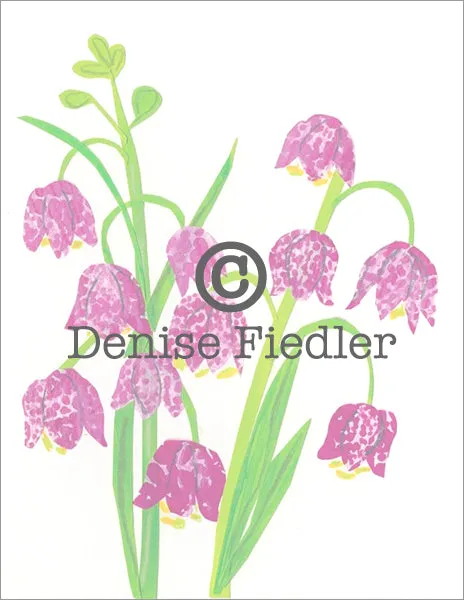 Fritilaria