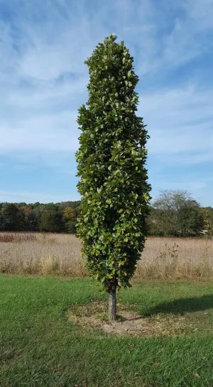 Kindred Spirit Oak (Quercus x warei 'Nadler') - 7 Gallon Potted Tree
