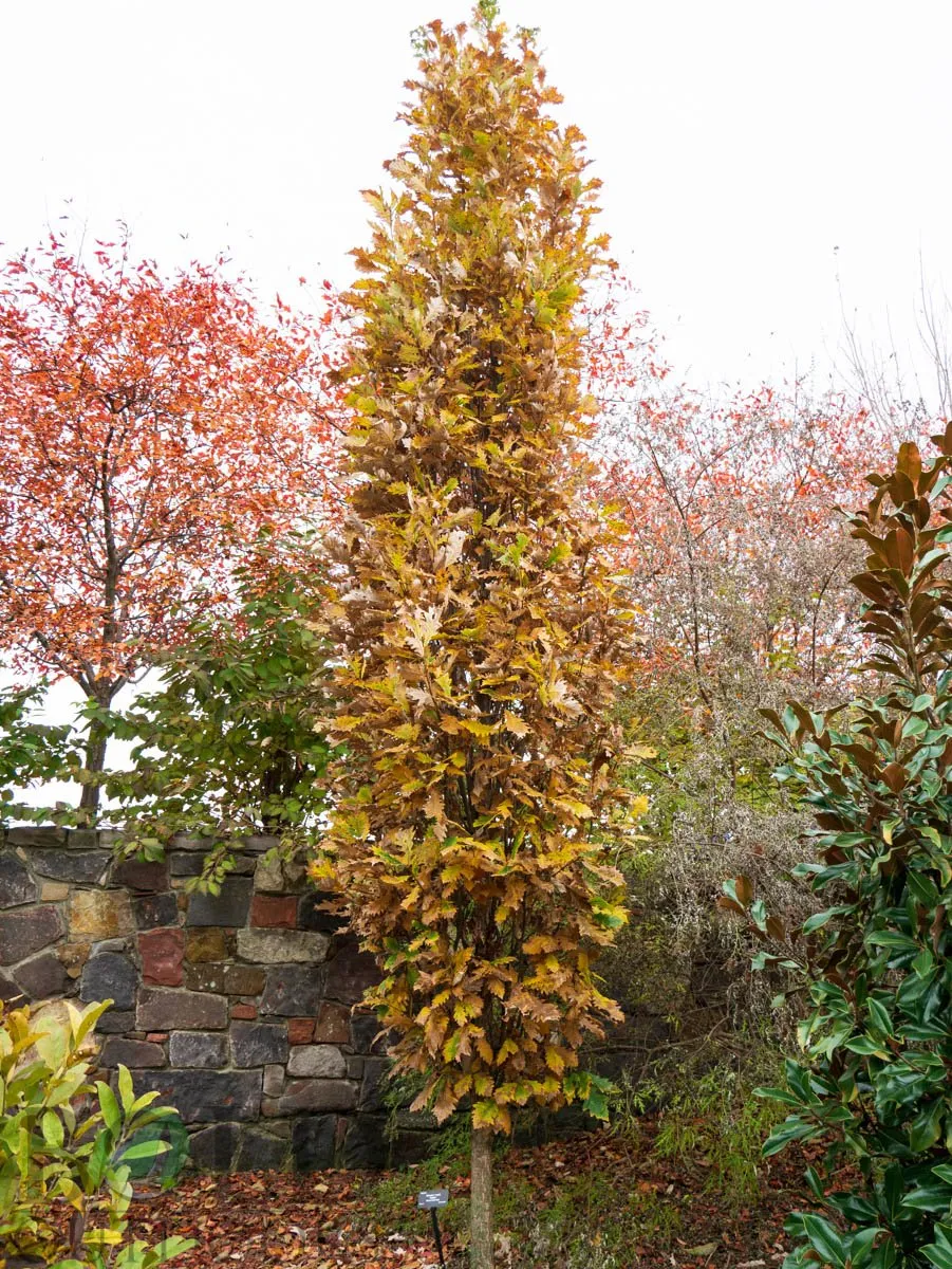 Kindred Spirit Oak (Quercus x warei 'Nadler') - 7 Gallon Potted Tree