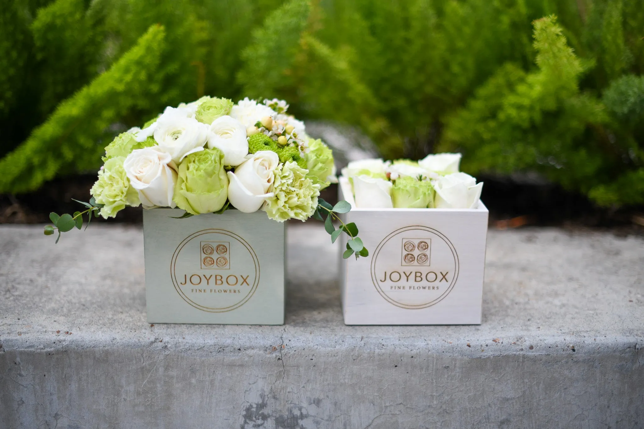 *Limited Time* St. Patty's. Day Dome Petite Wooden JoyBox