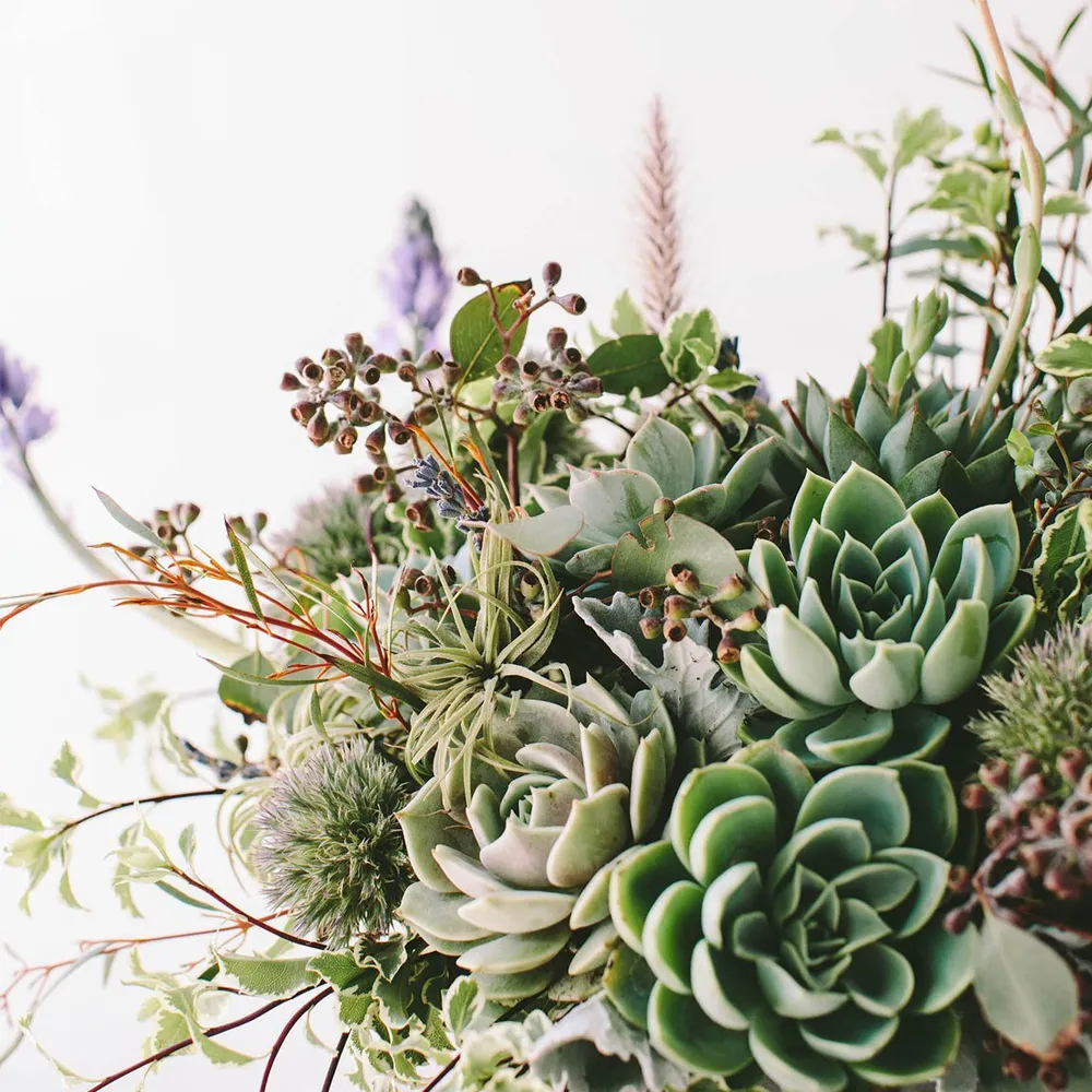 Regular Succulent Shebang