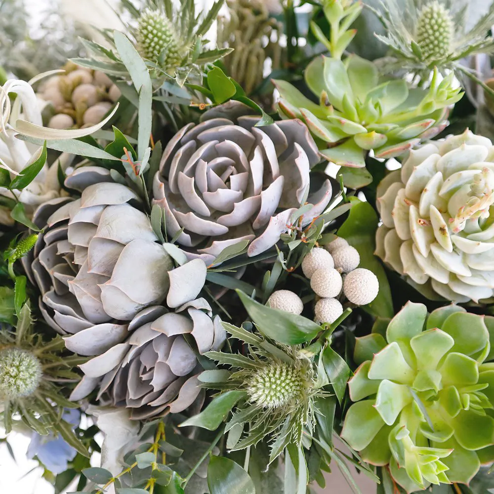Regular Succulent Shebang