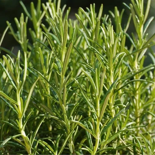 Rosemary Seeds