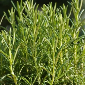 Rosemary Seeds