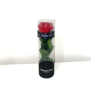 Single Preserved Rose Chemically Preserved Real Rose 21cm