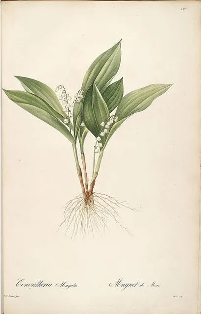 SPRING EPHEMERAL - The Uncaptured Flowers - Natural Botanical Perfume