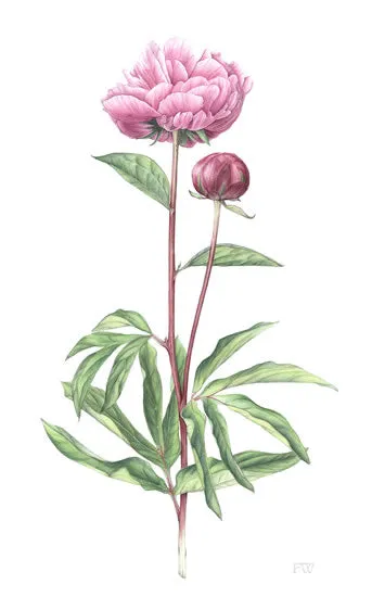 SPRING EPHEMERAL - The Uncaptured Flowers - Natural Botanical Perfume