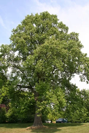 Tulip Tree (Liriodendron tulipifera) - 10 Gallon Potted Tree