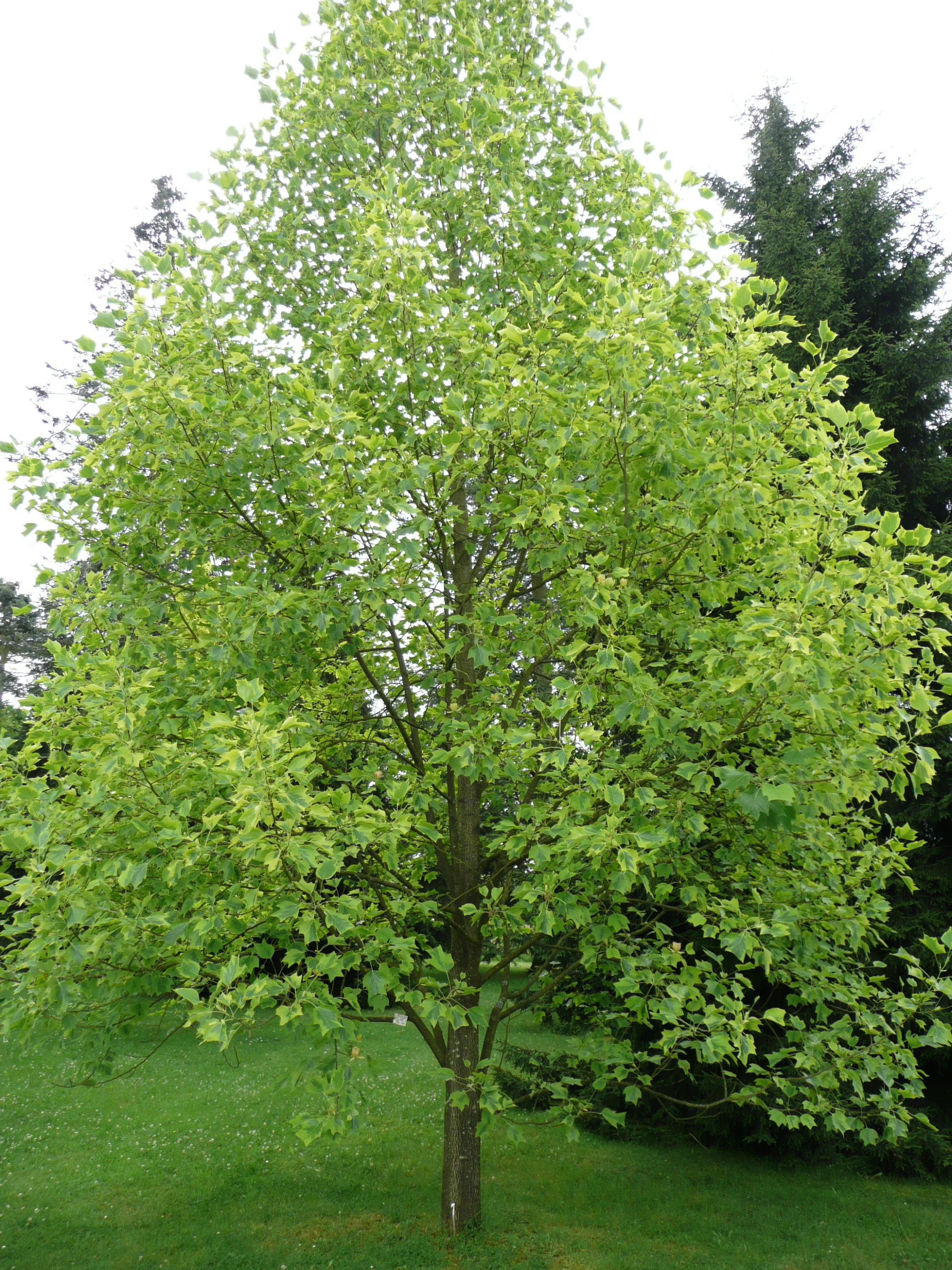 Tulip Tree (Liriodendron tulipifera) - 175cm - 10 Gallon Potted Tree