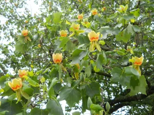 Tulip Tree (Liriodendron tulipifera) - 175cm - 10 Gallon Potted Tree