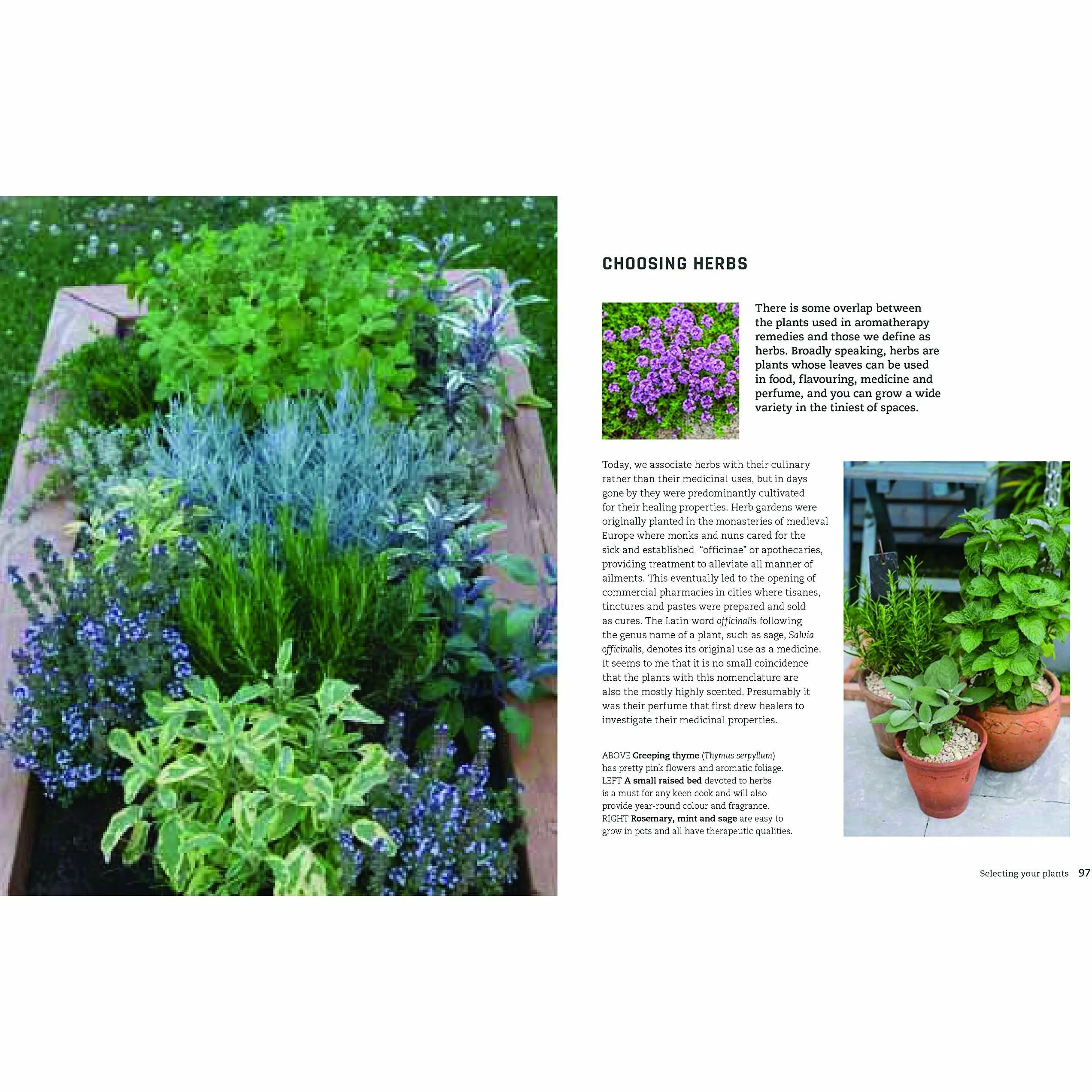 Urban Flowers: Creating abundance in a small city garden
