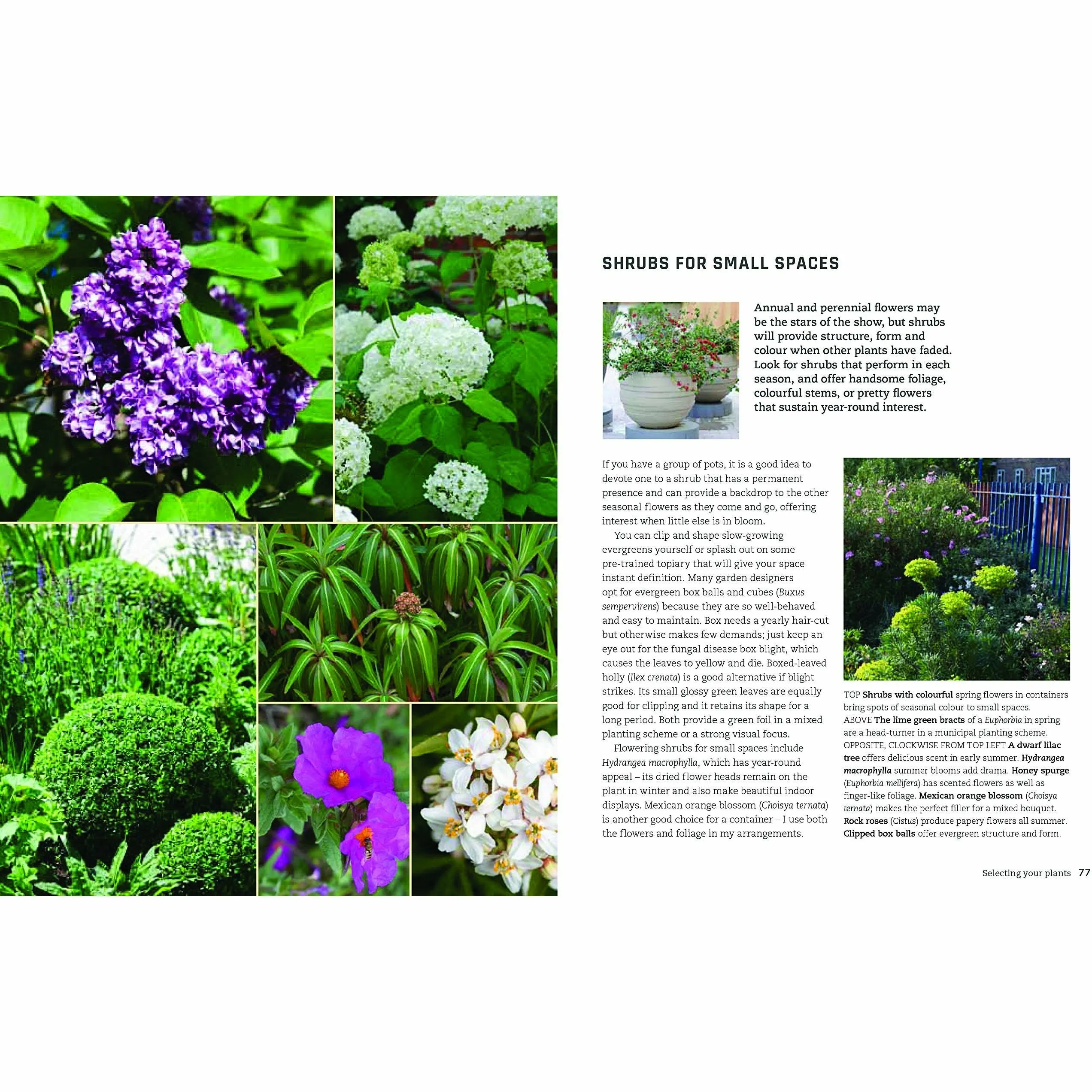 Urban Flowers: Creating abundance in a small city garden