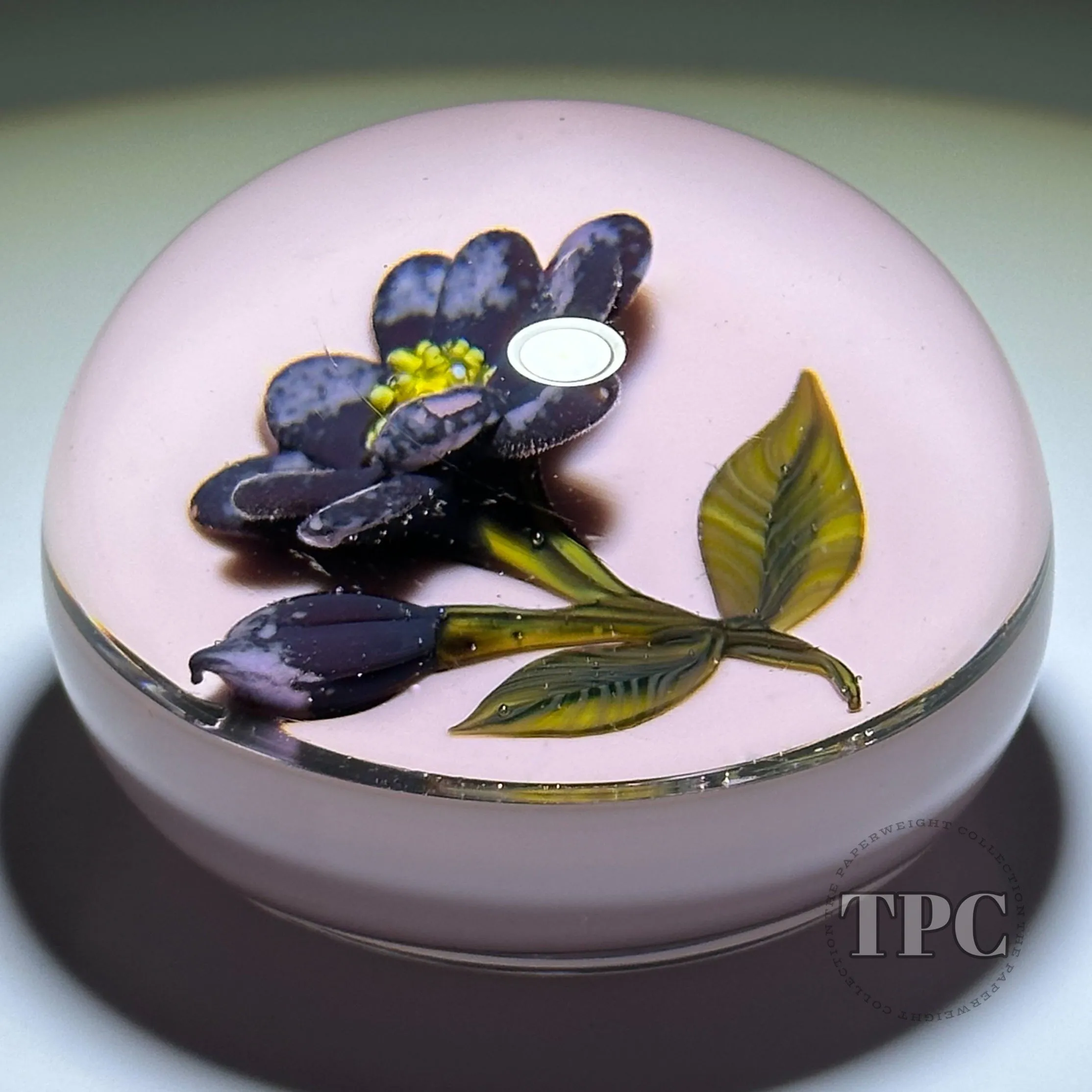 William Manson 2022 Art Glass Paperweight Flamework Purple Daisy on Opaque Pink Ground LE 1/5