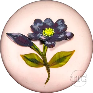 William Manson 2022 Art Glass Paperweight Flamework Purple Daisy on Opaque Pink Ground LE 1/5