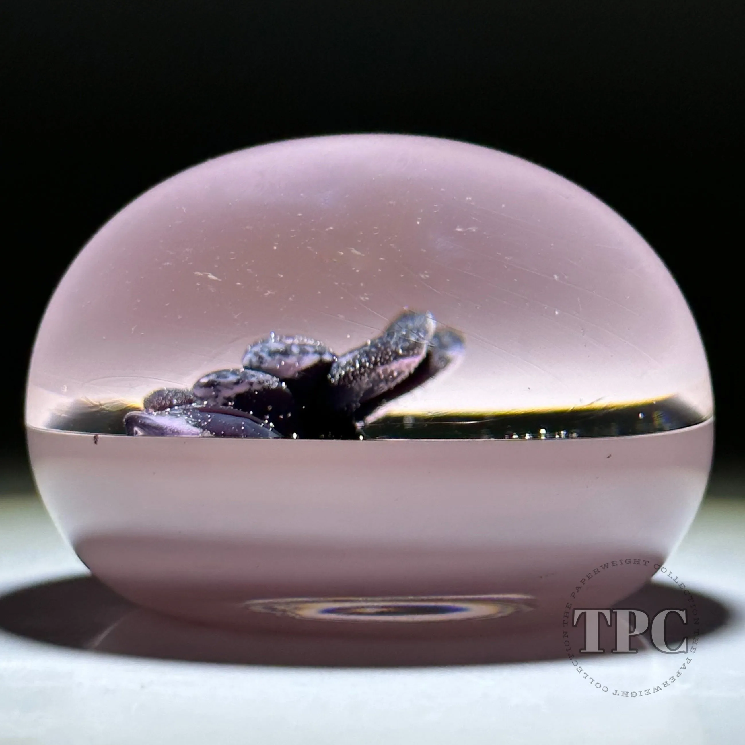 William Manson 2022 Art Glass Paperweight Flamework Purple Daisy on Opaque Pink Ground LE 1/5