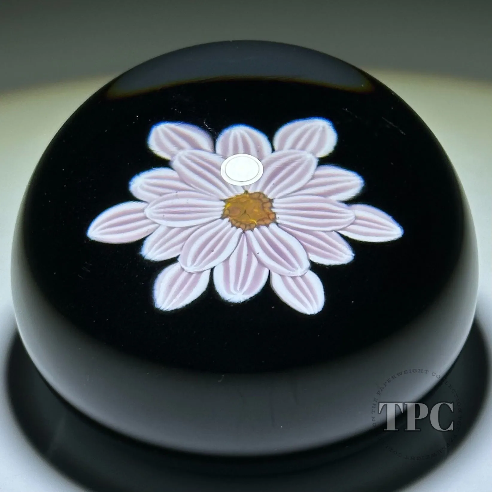 William Manson 2023 Art Glass Paperweight Flamework Striped Pink Clematis on Black Ground