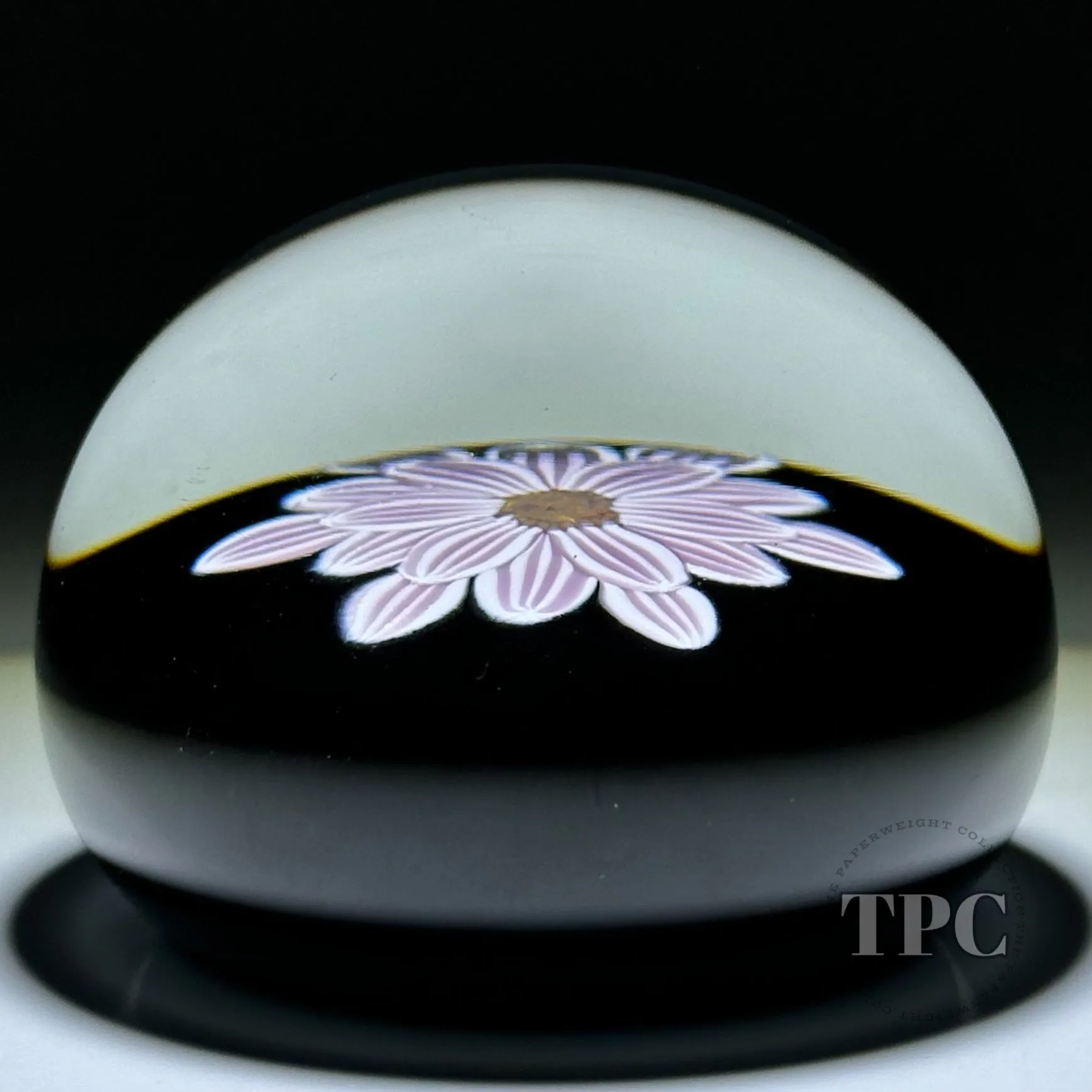William Manson 2023 Art Glass Paperweight Flamework Striped Pink Clematis on Black Ground