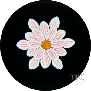 William Manson 2023 Art Glass Paperweight Flamework Striped Pink Clematis on Black Ground