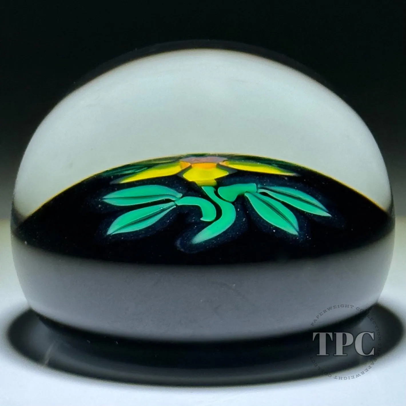 William Manson 2023 Art Glass Paperweight Flamework Yellow Daisy on Dark Ground