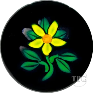 William Manson 2023 Art Glass Paperweight Flamework Yellow Daisy on Dark Ground