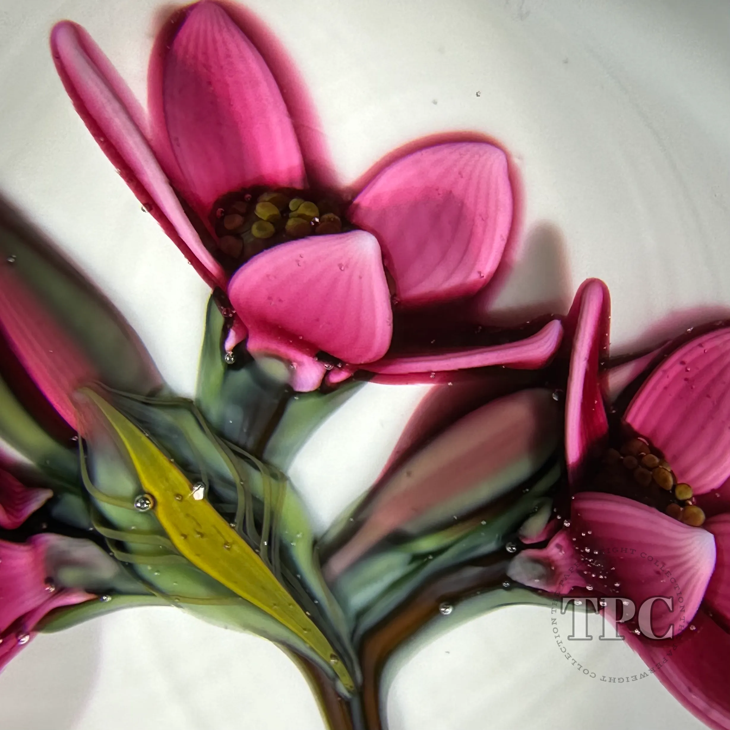 William Manson 2024 Glass Art Paperweight  Flamework on Opaque White Ground 1 of 1