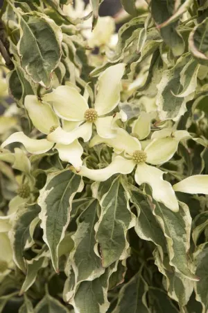 'Wolf Eyes' Japanese Dogwood (Cornus kousa 'Wolf Eyes') - 100cm