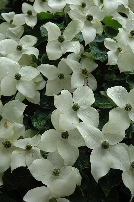 'Wolf Eyes' Japanese Dogwood (Cornus kousa 'Wolf Eyes') - 100cm