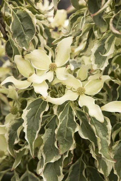 'Wolf Eyes' Japanese Dogwood (Cornus kousa 'Wolf Eyes') - 100cm