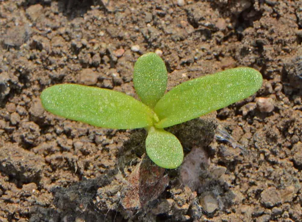 Yellow Daisy Seeds