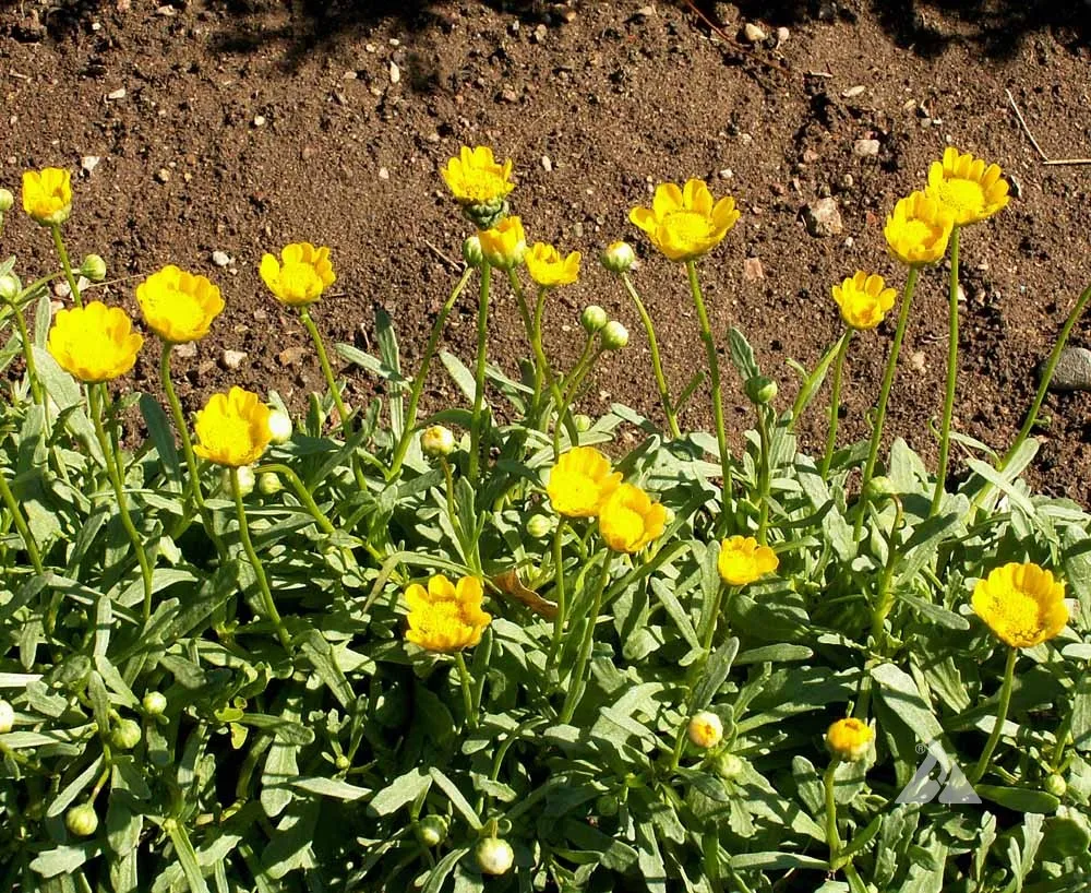 Yellow Daisy Seeds