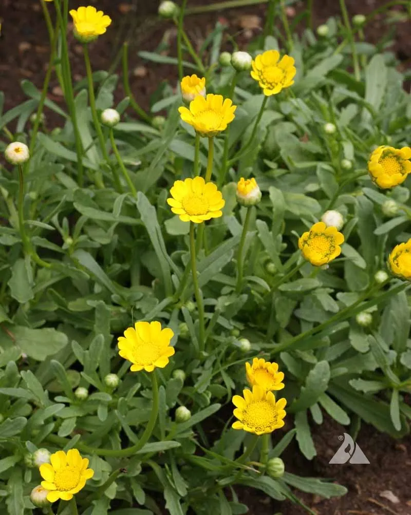 Yellow Daisy Seeds