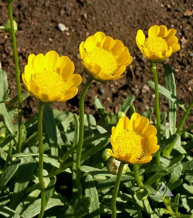 Yellow Daisy Seeds