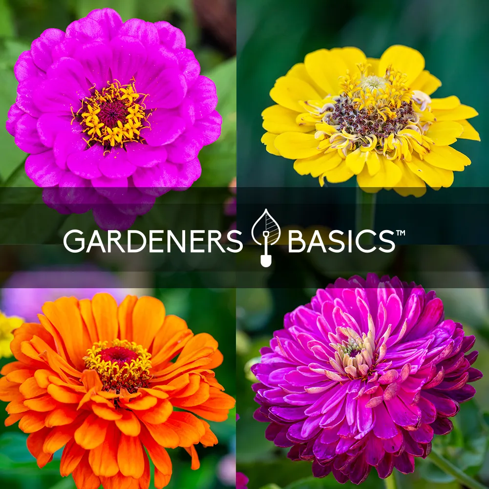 Zinnia Seeds for Outdoor Planting | 5 Variety Pack