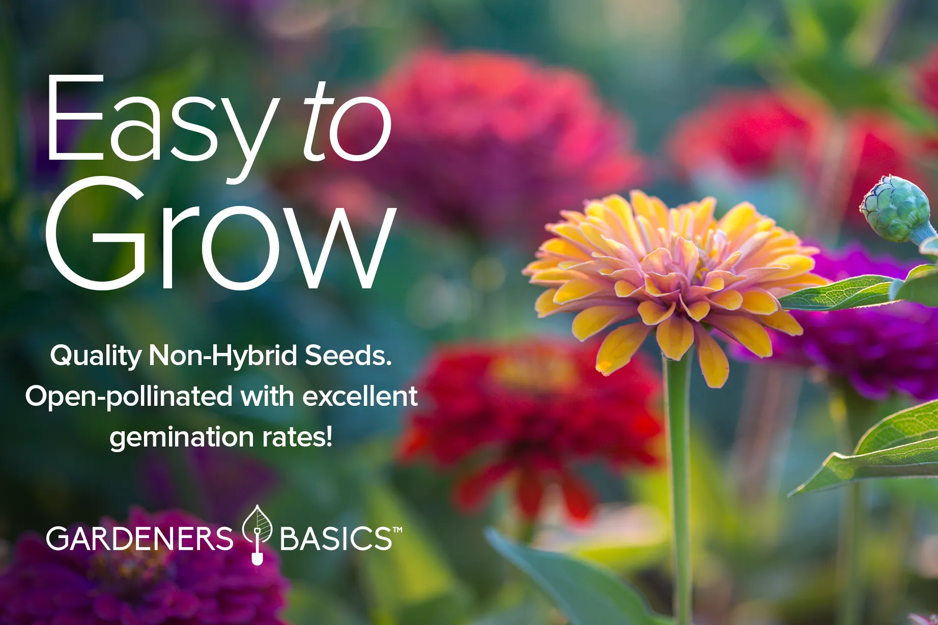 Zinnia Seeds for Outdoor Planting | 5 Variety Pack